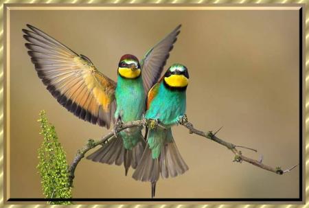 Mes amis les oiseaux.